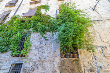 Fototapeta premium Stone house wall with green plant vines in the streets of the Spanish city of Toledo