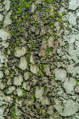 Old concrete wall with moss