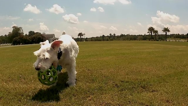 Silver Schnauzer plays with a tenacious spirit.
