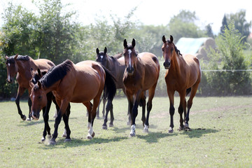 Young healthy horses grqaze peaceful summer green pasture