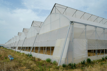 A row of plastic covered bow house tents for raspberry production