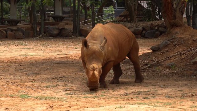 Rhinoceros or white rhinoceros with red soil walking in zoo
