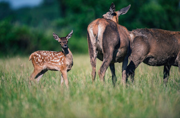 Young deer next to mother in field.