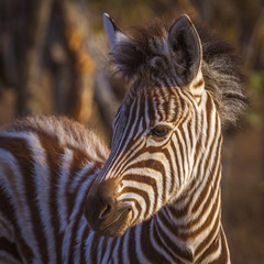 Plains zebra in Kruger National park, South Africa; Specie Equus quagga burchellii family of Equidae