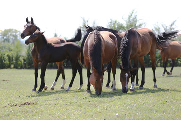 Young healthy horses grqaze peaceful summer green pasture