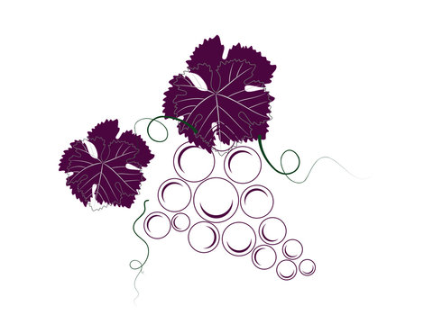 Cacho de uvas com folhas e gavinhas