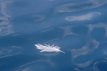 Floating White Feather