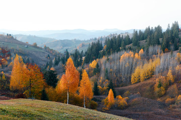 Amazing scene on autumn mountains. Yellow and orange trees in fantastic morning sunlight....