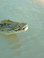 crocodile