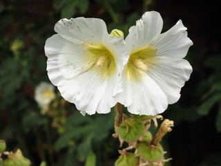 Two large white hollyhocks (Alcea) flowers in full bloom