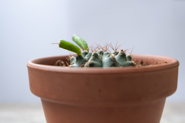 cactus with sprout in ceramic pot