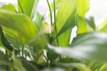 spathiphyllum leaves closeup green background