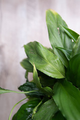 spathiphyllum leaves closeup green background