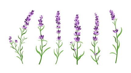 Vector illustration set of lavender flowers elements. Botanical illustrations of lavender branches in design element for decorating, greeting cards, postcards. Flat cartoon design. © Natalia
