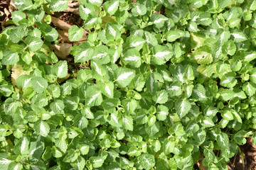 Menthe à feuille panachée