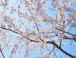 桜　春　素材