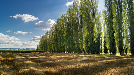Filare di pioppi nella campagna bolognese
