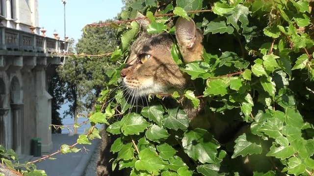 Katze im Blattwerk