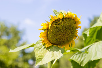 yellow sunflower close-up