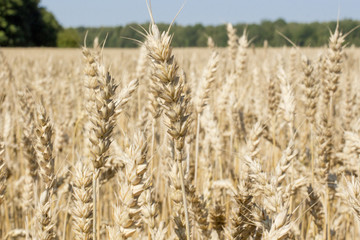 ears of wheat in a close-up field