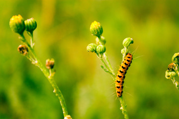 Orange caterpillar on a green branch