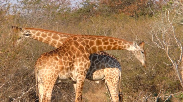 Two African Giraffe budding their heads our in the African bush.