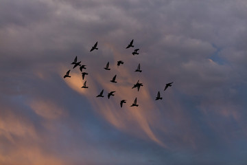 birds flying into sunset sky 
