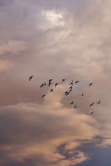 birds flying into colorful sunset sky 