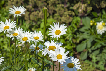 daisies on a green background