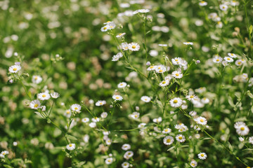 Chamomile flower bushes