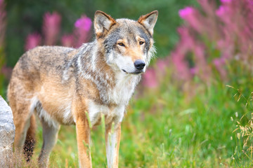 Large male grey wolf standing in a field in the forest