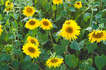 Field of sunflowers on Sunny day.