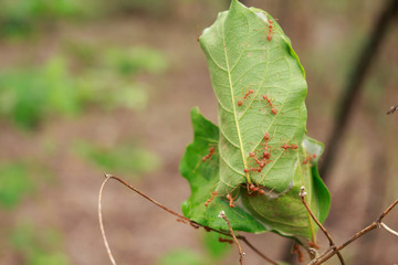 ants nest teamwork working insect animal in forest