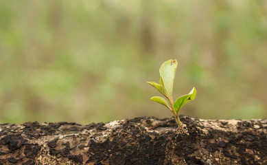 green tree sprout plants growing hope ecology on forest background