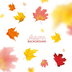 Autumn Background with Red and Yellow Maple Leaves. Nature Fall Seasonal Design Template for Web Banner, Leaflet, Sale, Poster. Vector illustration