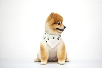 Pomeranian dog on white background.