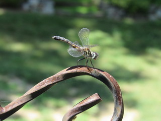 A female, or immature male, blue dasher dragonfly (Pachydiplax longipennis) resting outside in the sun 
