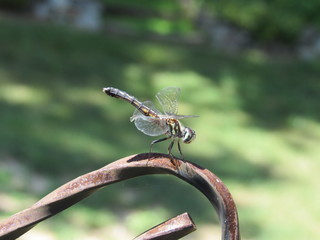 A female, or immature male, blue dasher dragonfly (Pachydiplax longipennis) resting outside in the sun 