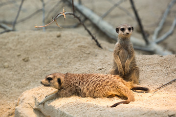 Erdmännchen