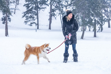 Akita dog walking with the owner on snowy day in the park.