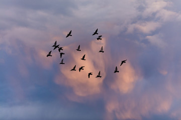 Obraz premium birds flying into sunset sky 