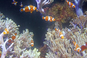 Poissons Nemo, Aquarium de Boulogne sur Mer