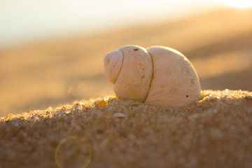 nautilus shell on a beach sand