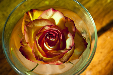 Rose in a Dish