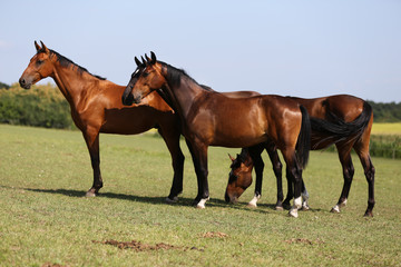 Young healthy horses grqaze peaceful summer green pasture