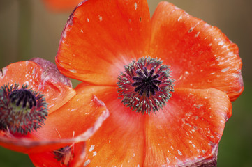 dying poppy