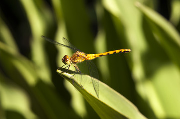 yellow dragonfly