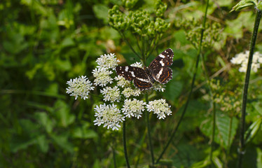 Schmetterling in Niederwürzbach