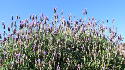 Sweet Lavender With Clear Blue Sky Backgrounds 