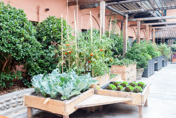Milan, Italy - July 28, 2018: Small organic vegetable garden in a courtyard